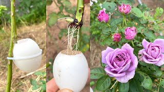 Use eggshells to extract rose branches | Propagate rose branches