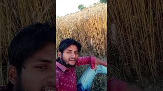 gehun ke kheton mein kangi karvayen #song #viral