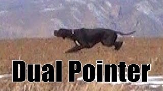 Keklik Avı Pointer Ferma Caccia, Chasse, Caza, Hunting Videos