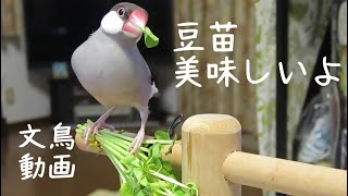 美味しそう豆苗を食べる桜文鳥ほーちゃん でも取られちゃう 文鳥動画