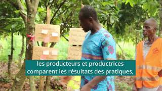 Côte d'Ivoire : des champs-écoles pour améliorer les pratiques agricoles