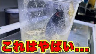 俺が外出してる間にナガサキアゲハが羽化しててガチでやばいことに！！