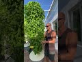 44 basil plants growing in less than one square meter without the use of soil verticalfarming