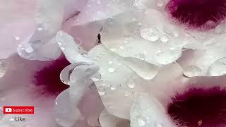 Enya - Flora's Secret / 1 hour music