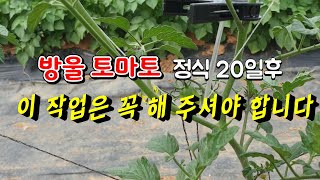 방울토마토 모종 정식 3주후 꼭 해주어야할 것 ➡️방울토마토 곁순제거 ,웃비료주기🍅 토마토곁순따기 🍅곁순따는시기