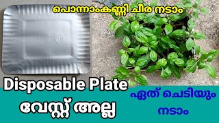 Disposable plate കൊണ്ട് ഏതു ചെടിയും നാടാവുന്ന Box ഉണ്ടാക്കാം