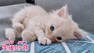 【保護猫赤ちゃん】猫と暮らす朝。