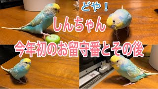 2021.1.4セキセイインコしんちゃん今年初のお留守番とその後