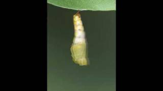 Pupation event of a Common Sailor (Neptis hylas) caterpillar