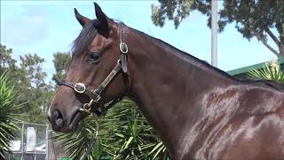 Nicconi x Pretty Kool Kat filly - Flying Start Syndications