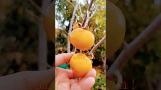 Fuyu Persimmon has a long hang time! Harvest from Oct. through Dec. 2022 loving all the rain!