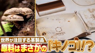 【世界中が注目】もはや革製品！？「キノコ」からできた新素材が画期的すぎる