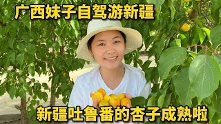 新疆吐鲁番的杏子成熟啦！南方卖几十元一公斤的杏子，广西妹子一口一个，太快乐啦！#新疆 #吐鲁番 #美女 #水果  #杏子 #自驾游 #旅行 #广西 #玉林 #vlog