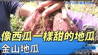 像西瓜一樣甜的地瓜  金山地瓜 八大民生新聞 2021082106