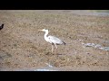 起こしたばかりの田んぼで餌をとる鷺