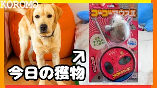 猫用のラジコン玩具でラブラドールを遊ばせた飼い主の末路・・・【ゴーゴーマウス2】