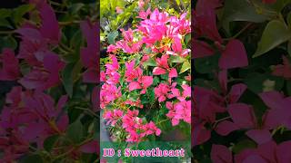 Sweet Heart Bougainvillea /Rare Collection/Flowers in Bloom #garden #nature #satisfying  #vibes #diy