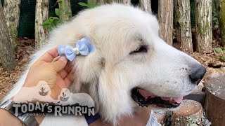 シャンプーへ行きリボンを付けてもらったアランです　Great Pyrenees　グレートピレニーズ