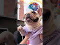 今天是法斗小飞猪 法斗 dog 萌宠 萌宠出道计划 狗狗 frenchbulldog