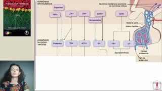 Endocrinologia 2 -   Eixo hipotálamo-hipófise