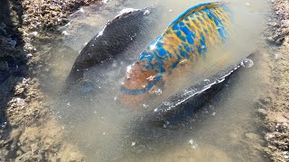 大风大浪后阿明赶海，海边冲上一大群鱼货搁浅，速度太快四处乱窜