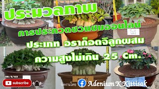 งานประกวดชวนชมออนไลน์​ อราก็อตจิลูกผสม​ ความสูงไม่เกิน​ 25 cm.​#ชวนชม​ #adenium​ อราลูกผสม