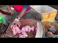 kasimedu 🔥 speed selvam big korali fish cutting video in kasimedu ff cutting 🔪