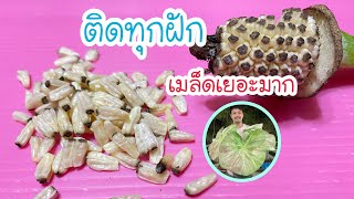 ณ บ้านสวน EP.102 | วิธีผสมเกสรบอนสี ติดทุกฝัก ได้เมล็ดเยอะมาก | 14 สิงหาคม ค.ศ. 2022