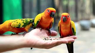 Amazing Parrot Video | Most Beautiful Macaws on Planet Earth | Most Expensive Birds in the World