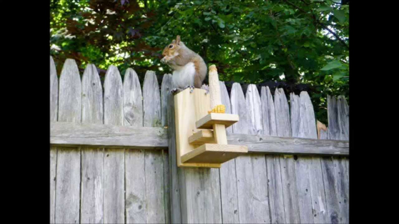 Homemade Squirrel Feeders
