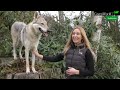 wolfdogs which type to get