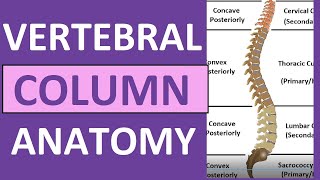 Vertebral Column Anatomy: Bones, Regions, Curvatures (Kyphotic, Lordotic)