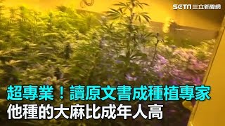 超專業！讀原文書成種植專家　他種的大麻比成年人高｜三立新聞網SETN.com