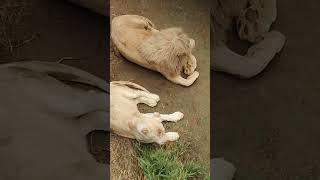 晩秋✋③ホワイトライオン・白獅子・セラムくん・リズムちゃん・沖縄こどもの国・・・White_Lion・Okinawa Zoo \u0026 Museum(20221022)