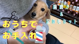 【めいちゃんねる】 No.017 おうちで簡単お手入れ 【ミニチュアダックスフンド】