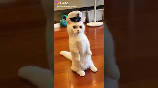 cat|| beautiful cat||cat videos||#shorts #viral video