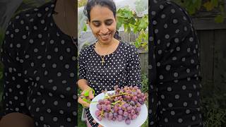 അങ്ങനെ അതും തീർന്നു 😒 #harvestinggrapes #gardeningaustralia #shortvideo