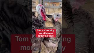 My Pet Turkey Won’t Stop Eating! Help!!! 😱🦃 #shorts #turkey