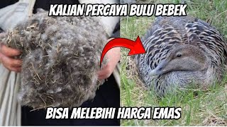 Bulu Bebek Eiderdown: Harta Karun dari Alam yang Harganya Selangit