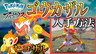 【ポケモンレジェンズアルセウス】ゴウカザル\u0026ヒコザルの入手場所はこちら！行くだけ簡単入手！