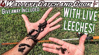 Jigging LIVE Leeches for Walleye Catch and Cook (Giveaway Included)