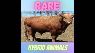 5 Rare Hybrid Animals Which Exist Today