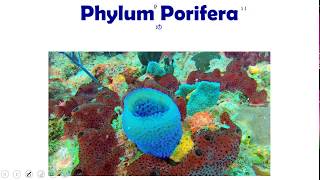 Invertebrate Biology : Porifera (Sponges)