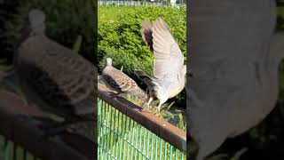 二羽の鳩達  🕊️ ④