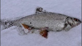 Nevėžio senvagės. Žvalgyba .Naujos vietos