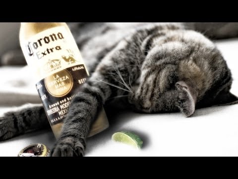 Drink Non-Alcoholic Beer For Better Sleep Drink Non-Alcoholic Beer For Better Sleep