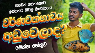 මාළුන්ගේ ශරීර වර්ණය අඩුවෙන්න හේතු | Causes of body color loss in fish | Anything.lk