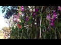 រៀបចំផ្កាស្អាតៗមុខផ្ទះ decor beautiful flowers in front of home