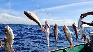 Catching Plenty of Rosy Snapper Fish in the Sea