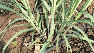 C0 86032 Tissue Culture sugarcane variety ऊस गन्ना